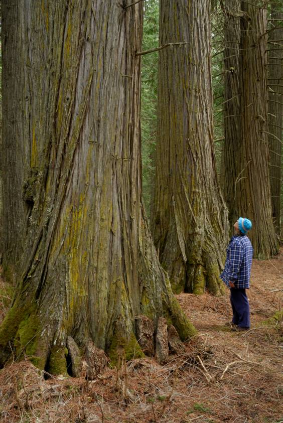 The Ancient Wall Grove