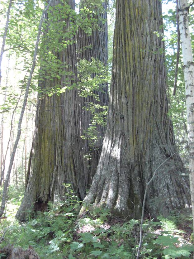 The Ancient Fraser River Grove, 1500 Years Old
