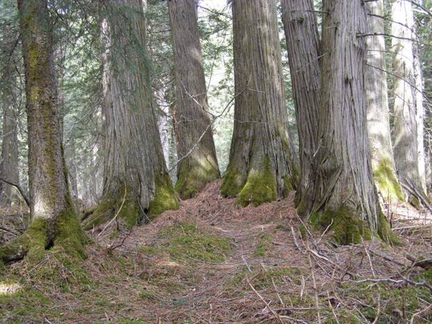The Director's Ancient Grove