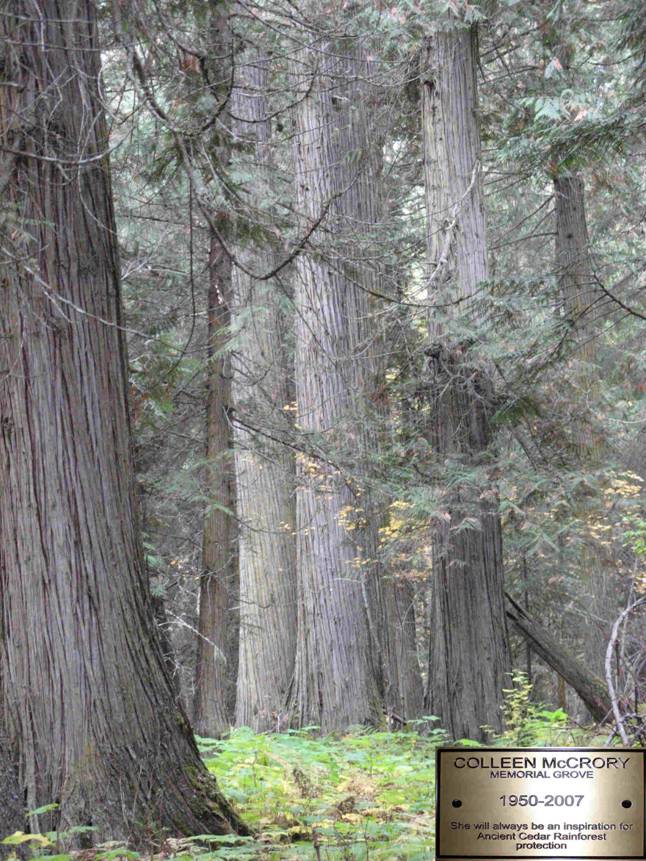 Ancient Grove With Memorial Plaque