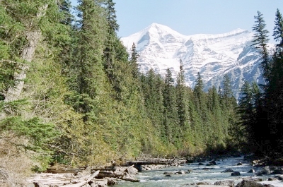 Ancient Cedar at Mt Robson (114K)