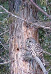 Barred Owl in Ancient Cedar (13K)